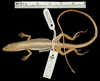 Media type: image;   Herpetology R-156204 Aspect: dorsal